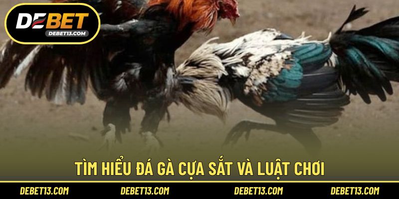 Tìm hiểu đá gà cựa sắt và luật chơi