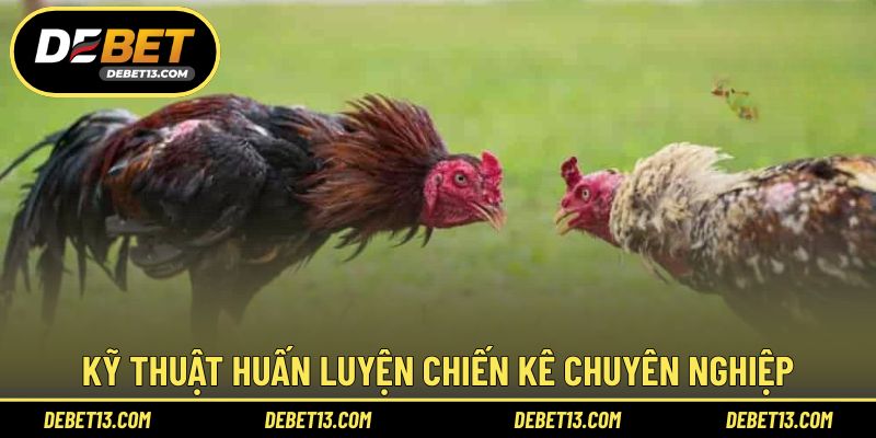 Kỹ thuật huấn luyện chiến kê chuyên nghiệp
